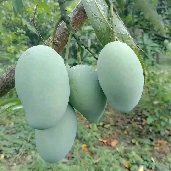 আম্রপালি আম